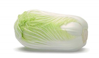白菜怎么种植方法（白菜怎么种植方法视频）