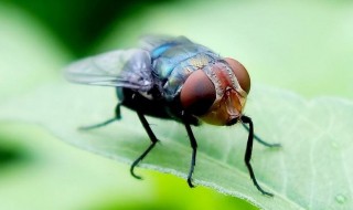 苍蝇多用什么方法消灭（怎么赶走室内苍蝇）