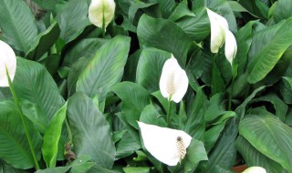 白掌的种植方法（白掌的种植方法和时间）