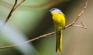 白玉鸟的饲养方法 白玉鸟饲养技巧介绍