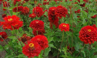 百日草的种植方法方法 百日草怎么种 百日草的种植方法