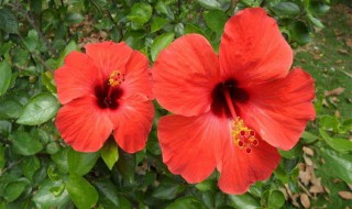 芙桑花怎么养殖方法 芙桑花怎么养殖方法图解