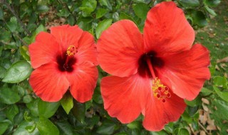 扶桑花的养殖方法和注意事项（盆栽扶桑花的养殖方法和注意事项）