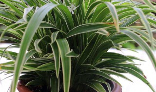 龙须树的养殖方法和注意事项 龙须树的寓意与风水