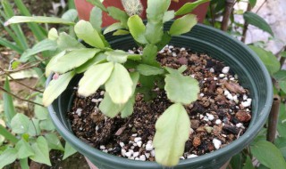 蟹爪兰的扦插方法（蟹爪兰的扦插方法视频）