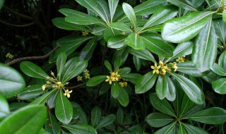 鸭脚木的养殖方法和注意事项 鸭掌木为什么不建议在家里