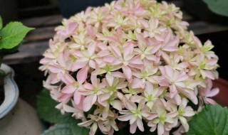 绣球花的扦插方法（绣球花几月份扦插最好）