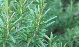 迷迭香的种植方法 迷迭香种植方法及养护