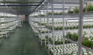 白芨培养基的制作方法（白芨组培培养基配方）