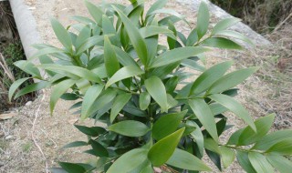 竹柏的养殖方法和注意事项 竹柏真的能驱蚊子吗