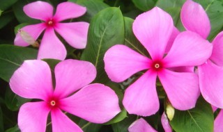 长春花的养殖方法和注意事项（长春花的功效与作用）
