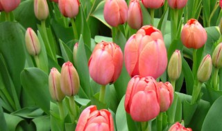 郁金香怎么养殖方法 郁金香怎么养殖方法水培视频