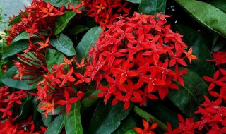 龙船花的养殖方法和注意事项（家里千万不能养红掌）