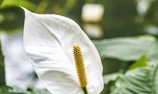 白掌换盆方法 白掌换盆方法和技巧