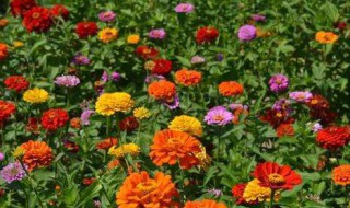 百日草种子的种植方法 百日草种子的种植方法及时间