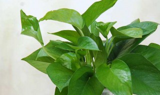 绿萝扦插快速生根方法 绿萝5种扦插方法