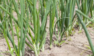 小葱的种植方法与时间（四季小葱的种植方法与时间）