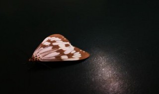 消灭飞蛾最好的方法 家里蛾子多怎么找源头