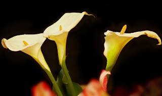 马蹄莲的养殖方法和注意事项 马蹄莲适合在家里养吗