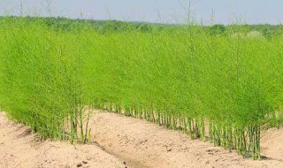 芦笋的种植方法和时间 芦笋的种植方法和时间视频和产量