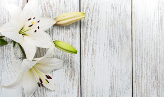 百合的种植方法与技巧（食用百合的种植方法和时间）