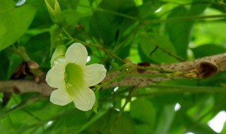 绿宝树的养殖方法和注意事项（绿宝树和幸福树的区别）