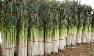 大葱种植时间和方法 山东大葱种植时间和方法