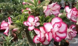 沙漠玫瑰的养殖方法（沙漠玫瑰的养殖方法和注意事项视频教程）