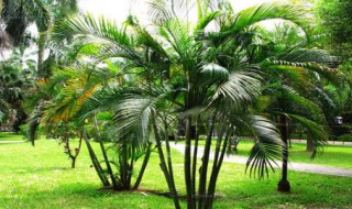 散尾葵的养殖方法和注意事项（散尾葵的养殖方法和注意事项图片）