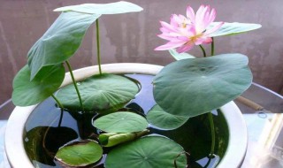 碗莲的种植方法水培 碗莲的种植方法水培视频教程