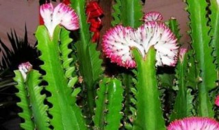 龙骨花的养殖方法 龙骨花的养殖方法和注意事项