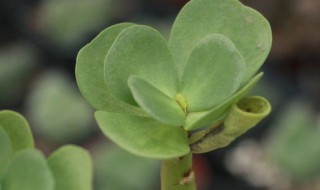 金钱木的养殖方法和注意事项（金钱树的养殖方法和注意事项）