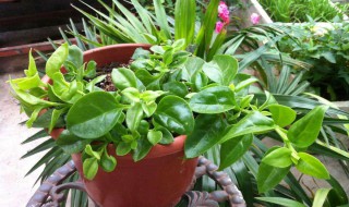 牡丹吊兰的养殖方法和注意事项（金边吊兰的养殖方法和注意事项）