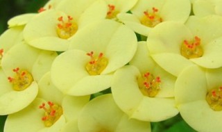 虎刺梅的养殖方法和注意事项（虎刺梅的养殖方法和注意事项视频）