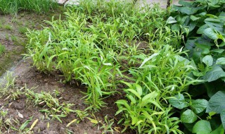 白莱种植方法（白莱种植方法和技术）