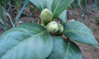 茶花掉叶子的补救方法（四季茶花掉叶子的补救方法）