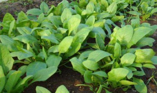 菠菜的种植方法和时间（春天菠菜的种植方法和时间）