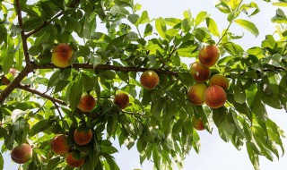 桃树修剪时间和方法 桃树修剪时间和方法视频