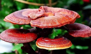 灵芝是年份越久越好吗（灵芝有几年的）