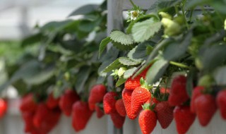 草梅的种植管理方法 草梅的种植与管理