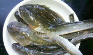 胖头鱼诱饵怎么做(胖头鱼诱饵怎么做的)