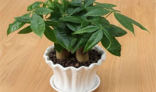 发财树养植的方法(发财树养植的方法和技巧)