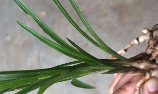 带叶葱蒜的保存方法 带叶葱蒜的保存方法图片