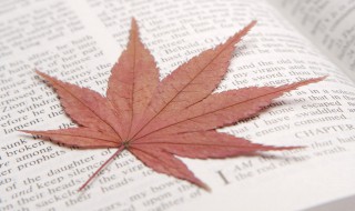 心若向阳的励志的句子 心若向阳的励志的句子8字