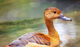 怎么更快去除鸭毛（怎么更快去除鸭毛味）