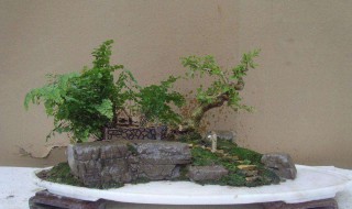 盆景销售技巧和方法 盆景销售技巧和方法图片