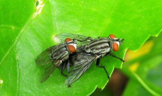 门口有苍蝇怎么去除（门口有苍蝇怎么去除小妙招）