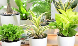 卧室放什么植物好 卧室放什么植物好养对空气又好