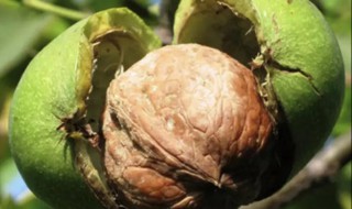 核桃几月份成熟采摘(陕西核桃几月份成熟采摘)