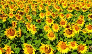 送向日葵代表什么意思 给女生送向日葵代表什么意思